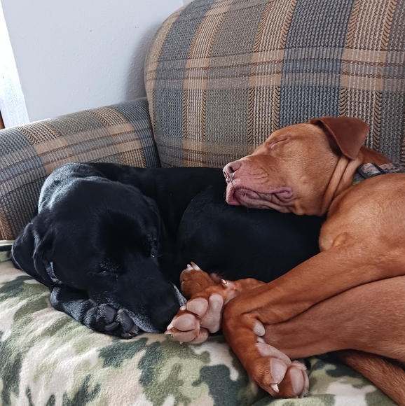 Meet your Posher, Heidi - Picture 1 of 1